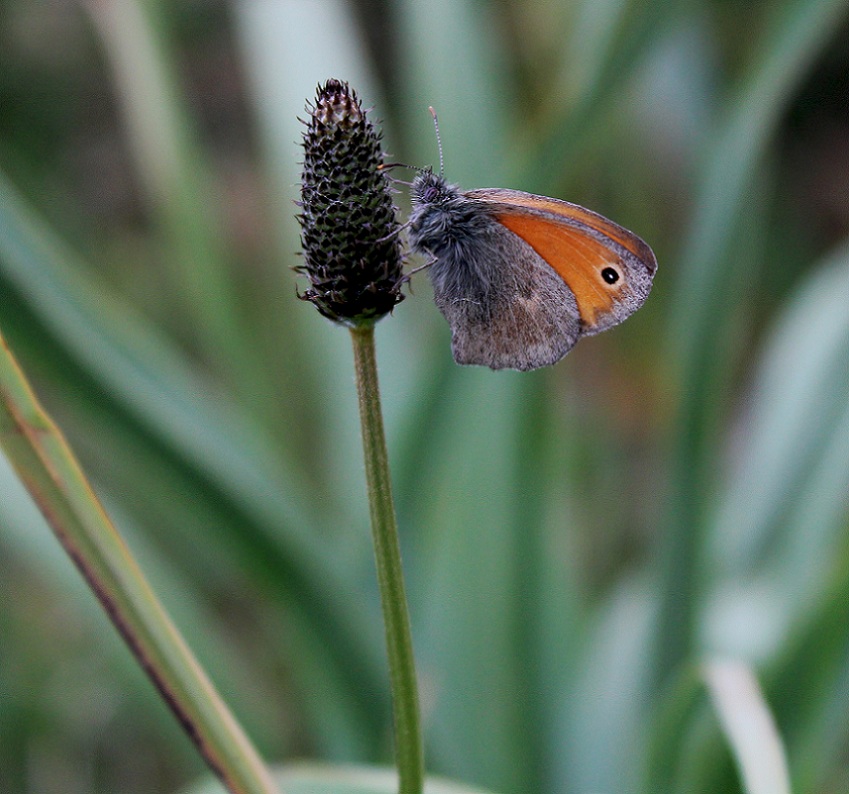 farfalla da Id - Coenonympha pamphilus