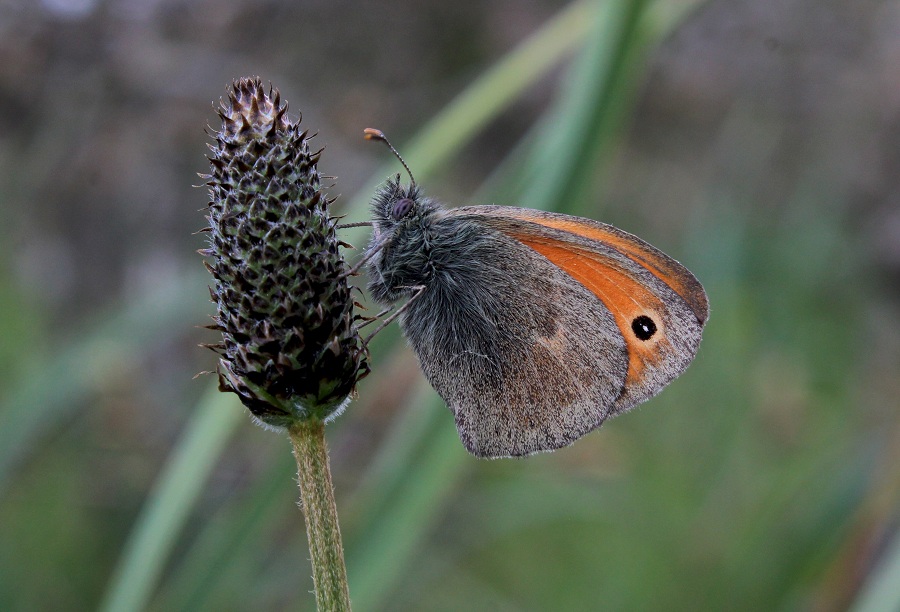 farfalla da Id - Coenonympha pamphilus