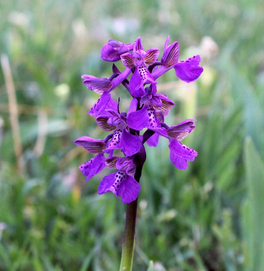 Anacamptis morio