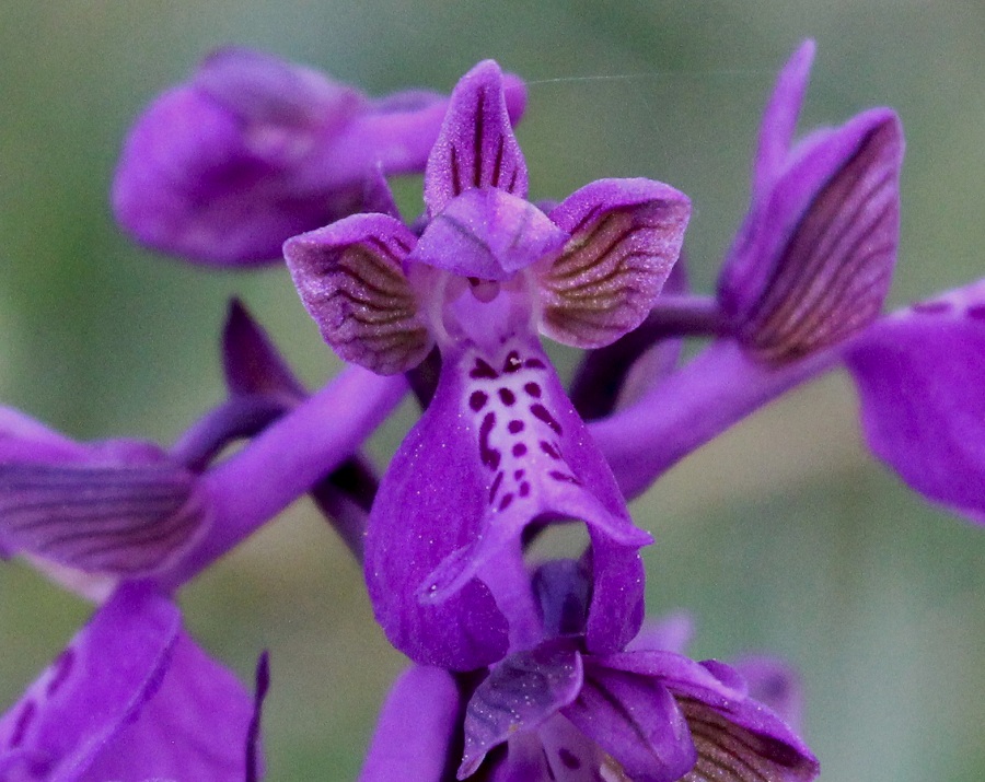 Anacamptis morio