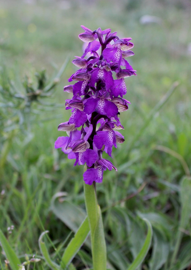 Anacamptis morio