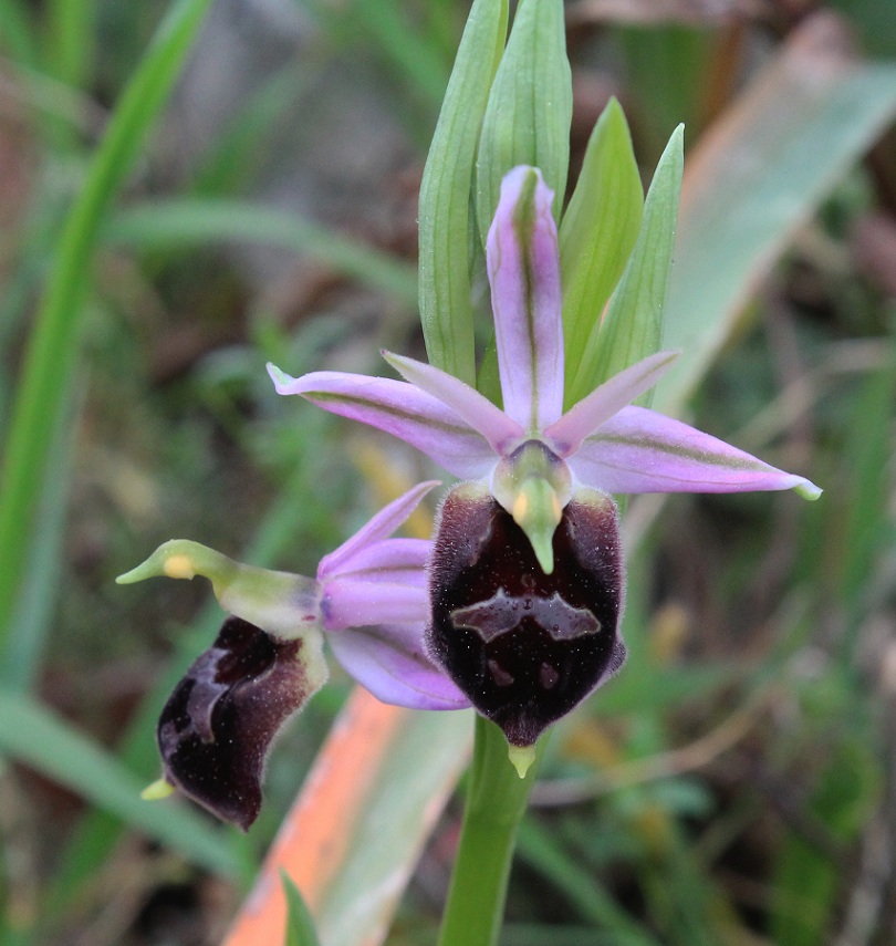 Ophrys crabronifera subsp. biscutella ?