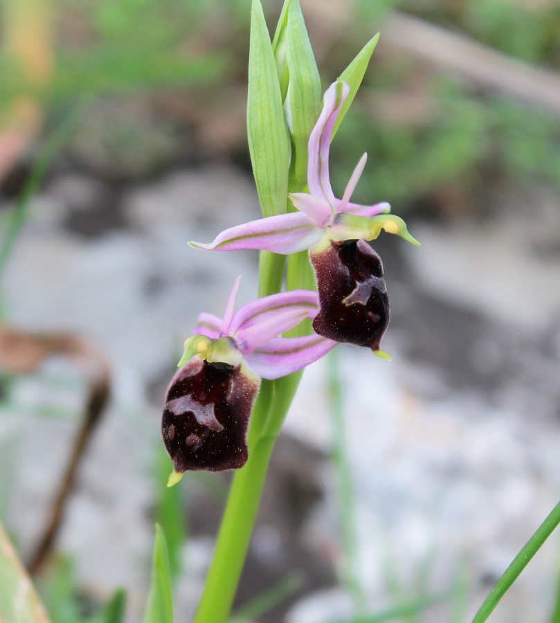 Ophrys crabronifera subsp. biscutella ?