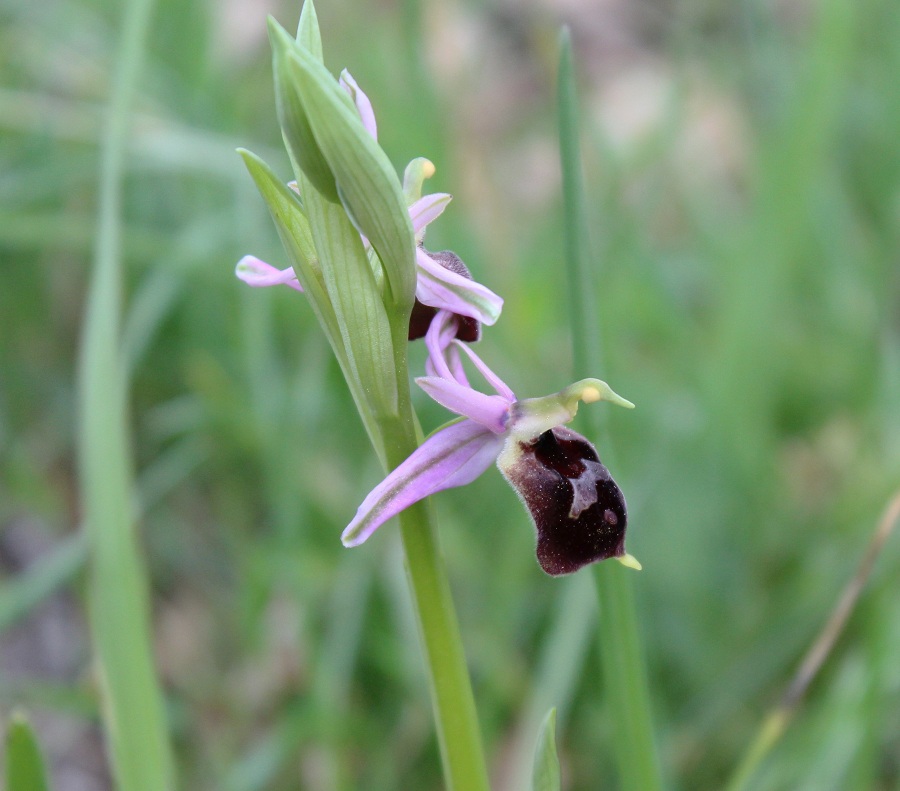 Ophrys crabronifera subsp. biscutella ?