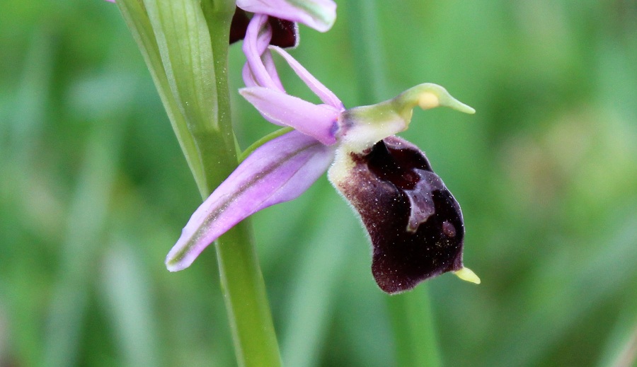 Ophrys crabronifera subsp. biscutella ?