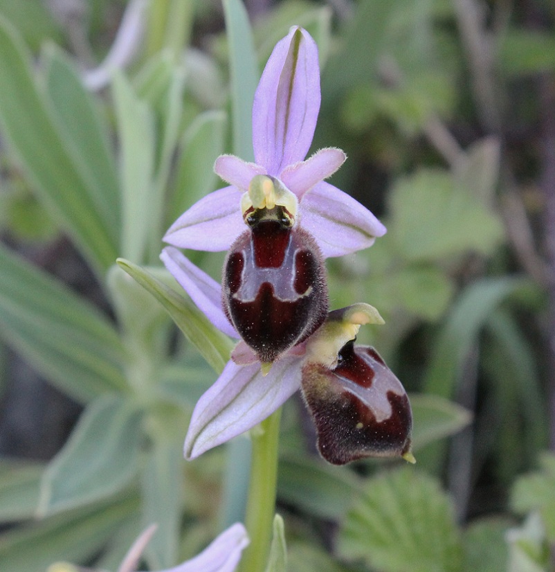 Ophrys da Id