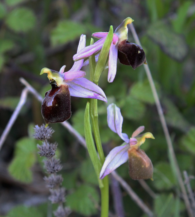 Ophrys da Id