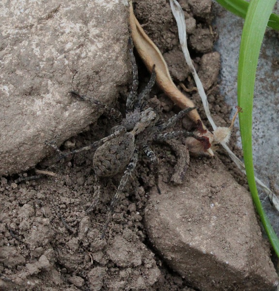 Femmina di Alopecosa albofasciata - Gargano (FG)