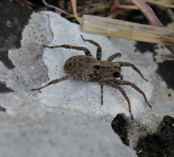 Femmina di Alopecosa albofasciata - Gargano (FG)