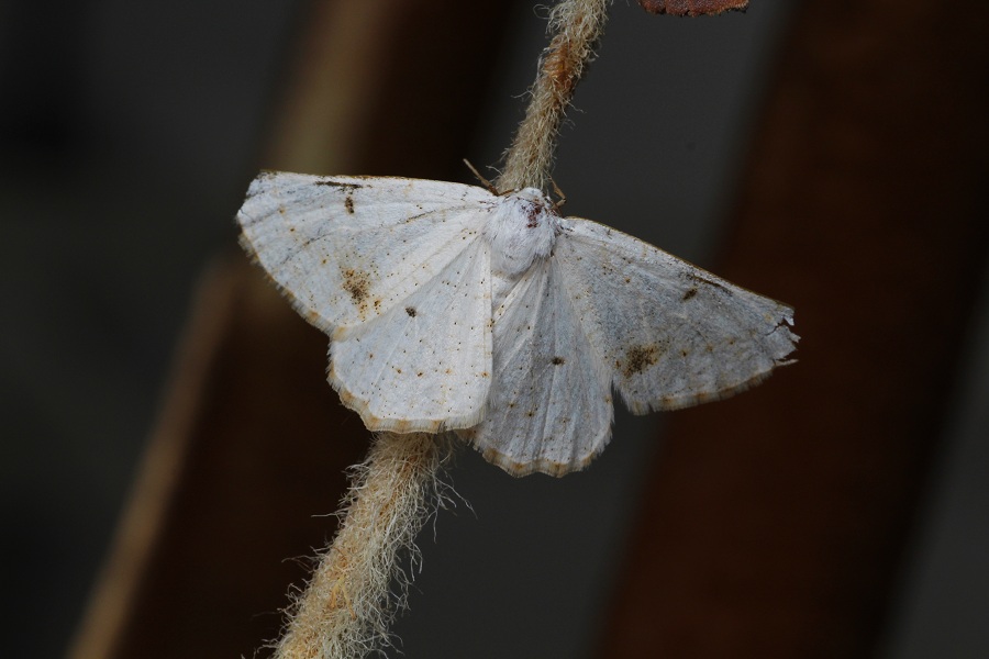 lepidottero 3 da id - Dyscia cfr. innocentaria, Geometridae