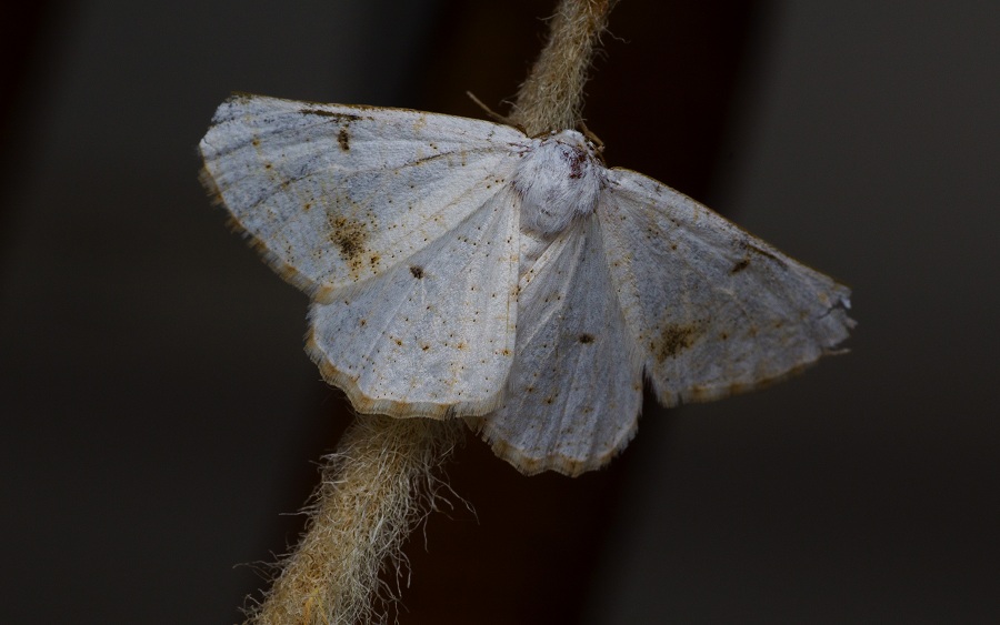 lepidottero 3 da id - Dyscia cfr. innocentaria, Geometridae