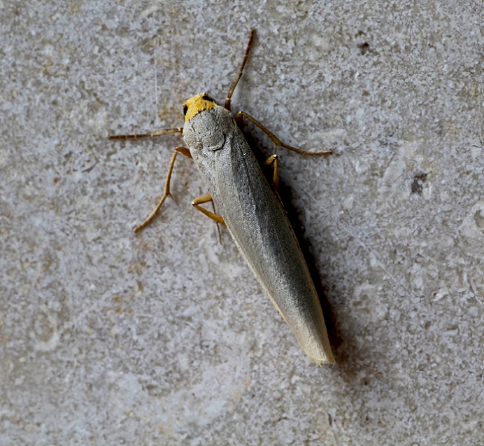 lepidottero 4 da id - Eilema sp. Erebidae Arctiinae