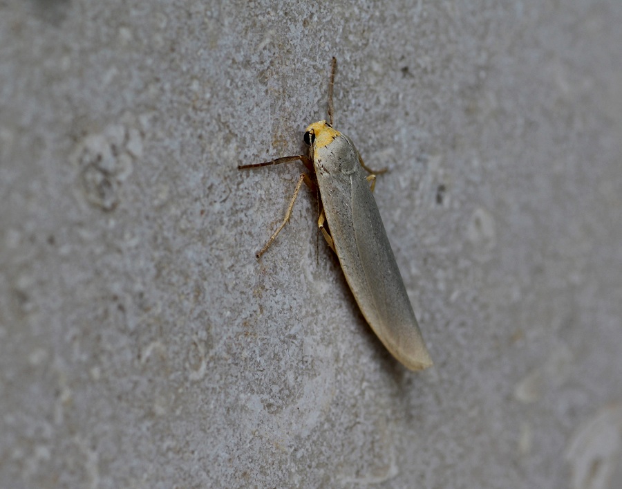 lepidottero 4 da id - Eilema sp. Erebidae Arctiinae