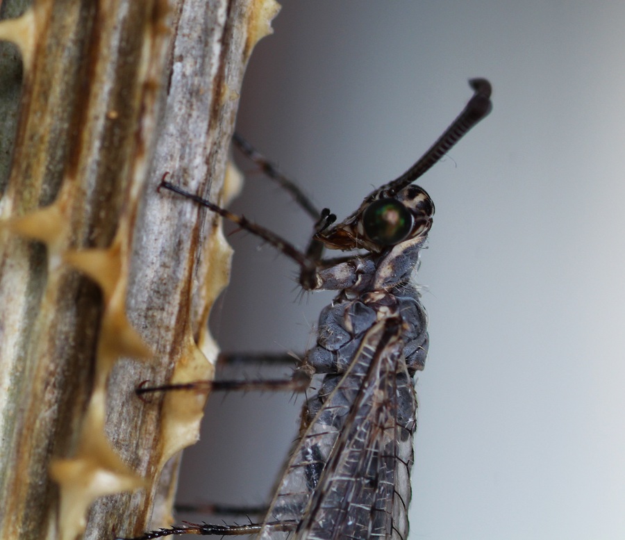 Myrmeleontidae: Euroleon nostras, femmina