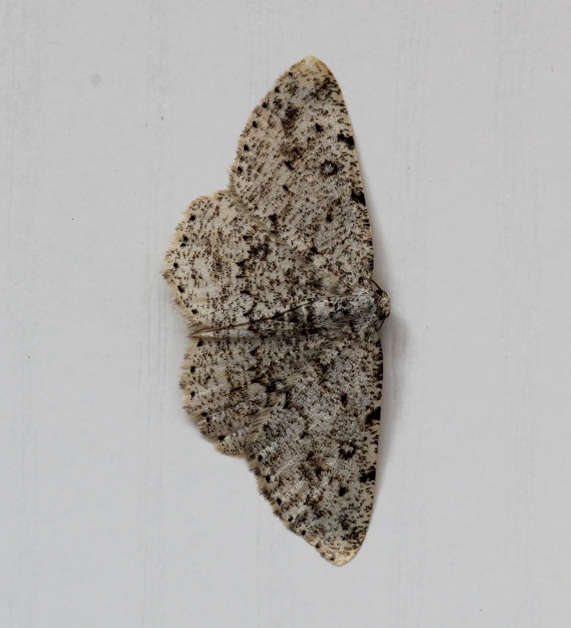 Lepidottero 9 da id - Cfr. Charissa sp.,  Geometridae