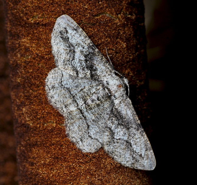 lepidottero 10 da id - Synopsia sociaria, Geometridae