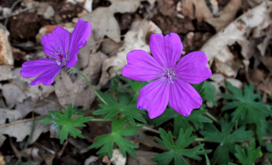 Geranium sanguineum / Geranio sanguigno