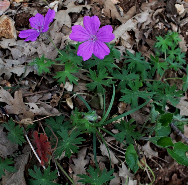 Geranium sanguineum / Geranio sanguigno