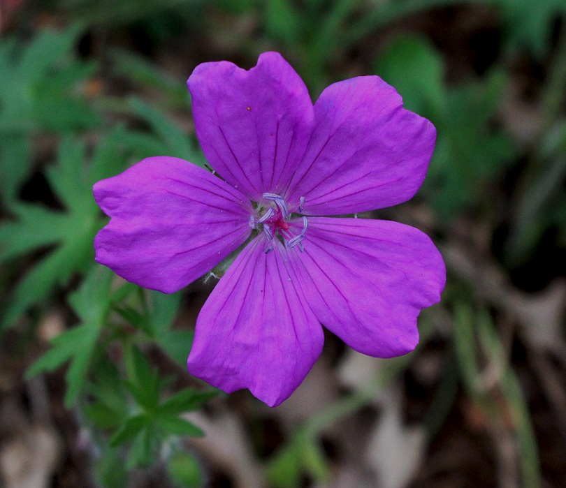 Geranium sanguineum / Geranio sanguigno