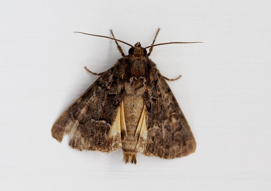 Lepidottero 6 da id - Thalpophila matura, Noctuidae