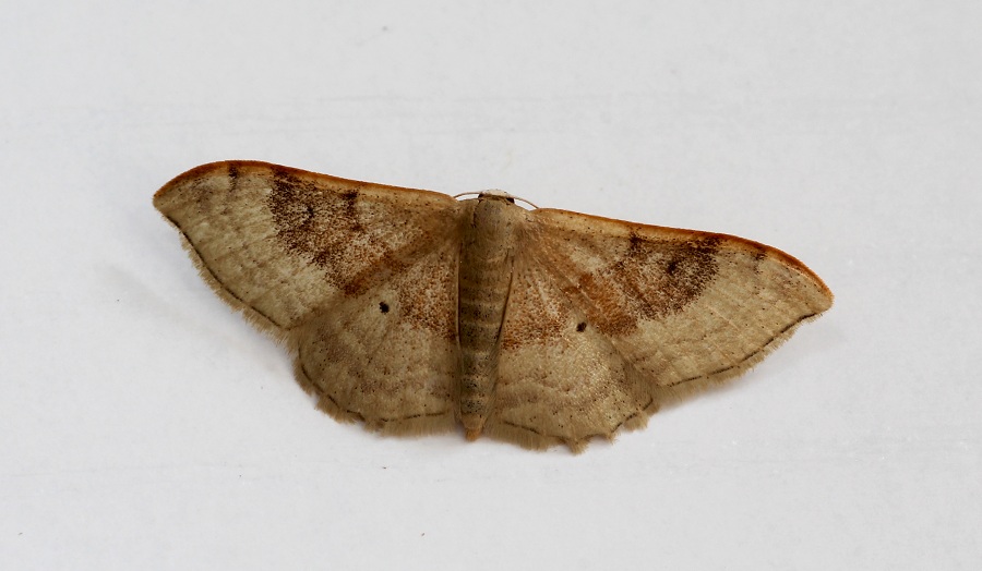 lepidottero  5  da id - Idaea degeneraria , Geometridae