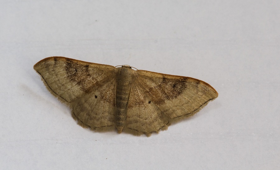 lepidottero  5  da id - Idaea degeneraria , Geometridae