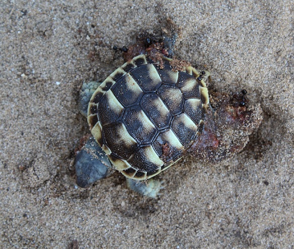 Testudo hermanni baby D.O.R.