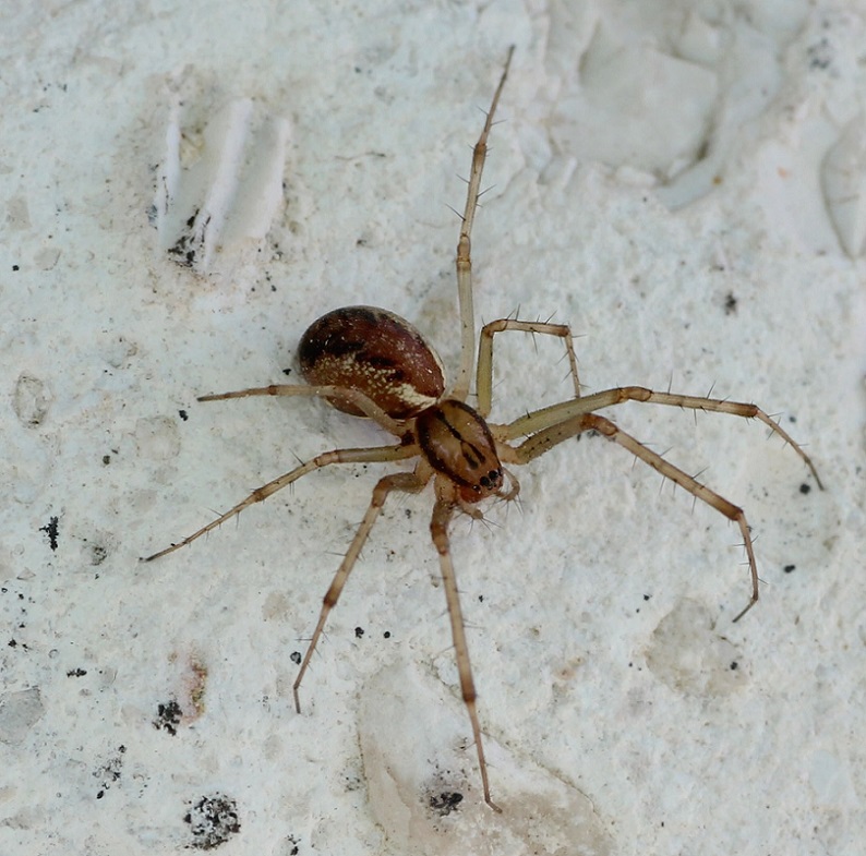 Linyphia triangularis - Foresta Umbra (FG)