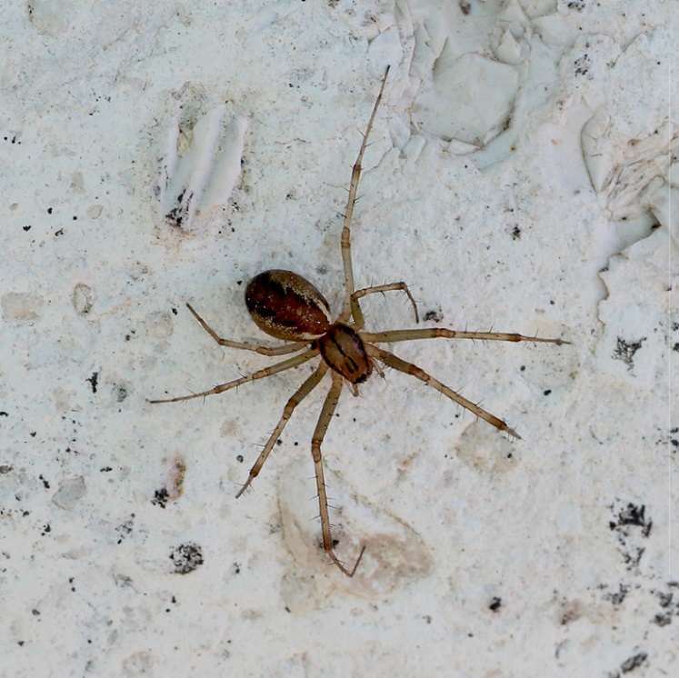 Linyphia triangularis - Foresta Umbra (FG)