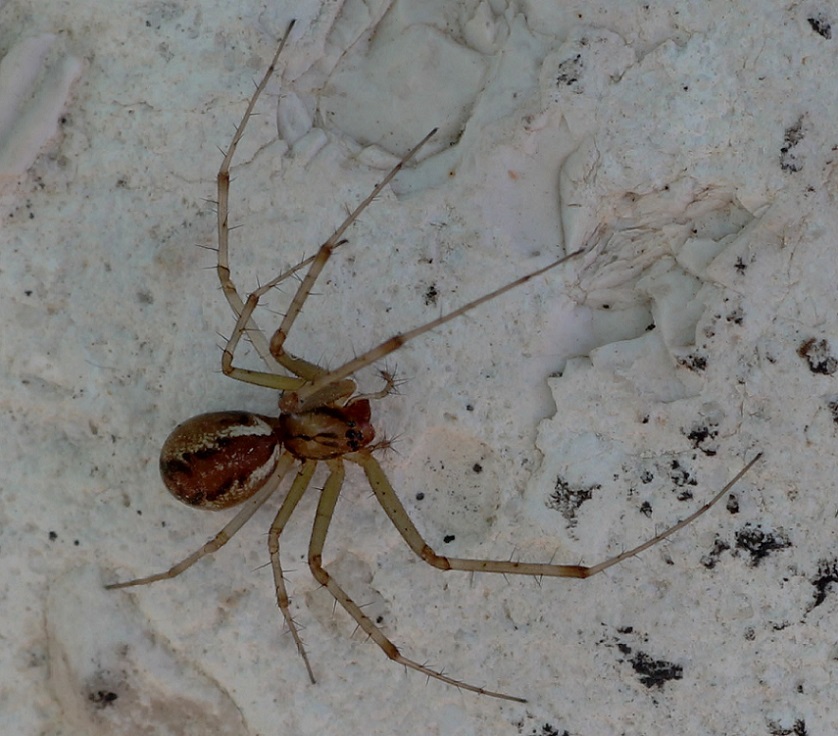 Linyphia triangularis - Foresta Umbra (FG)