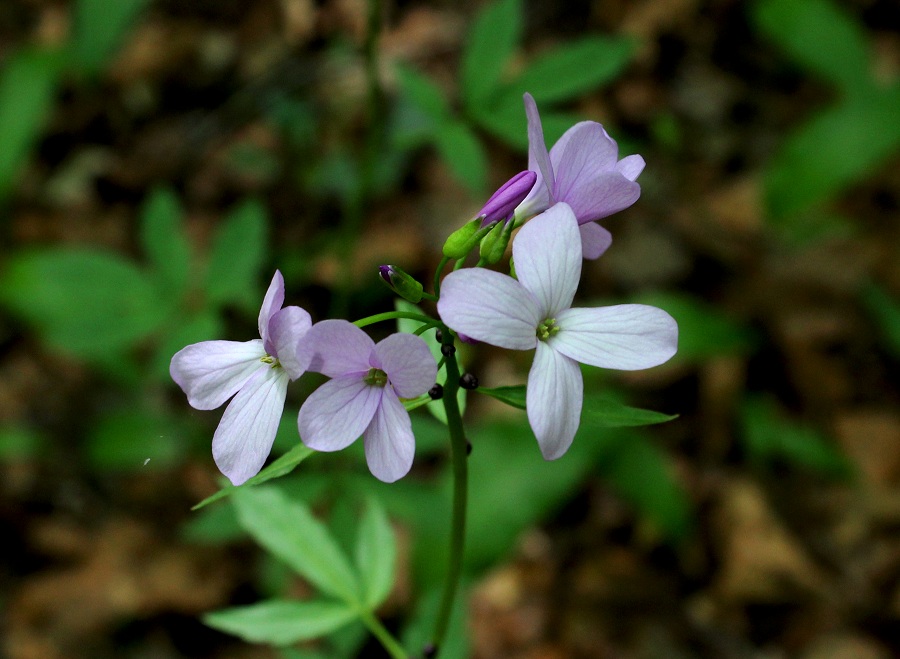 Cardamine bulbifera / Dentaria minore