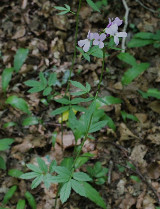 Cardamine bulbifera / Dentaria minore