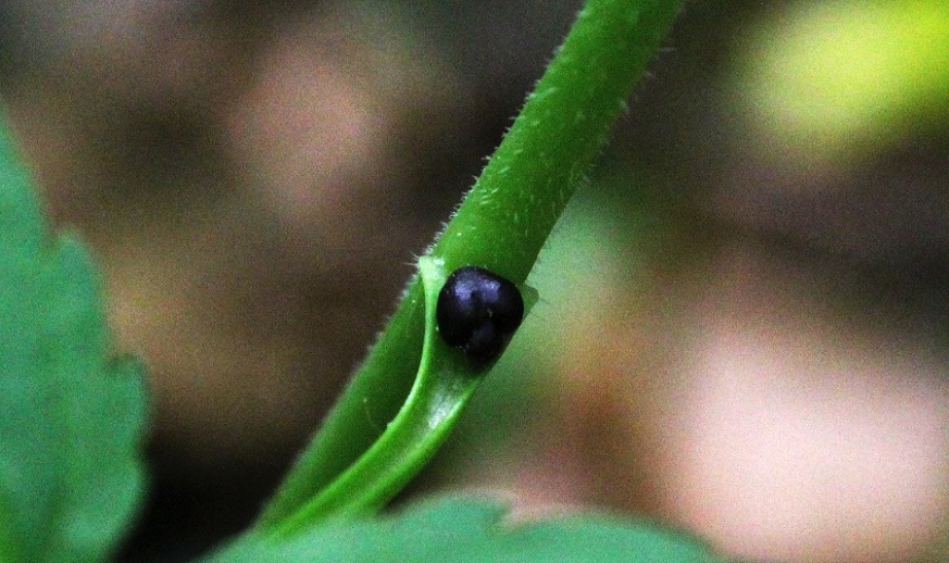 Cardamine bulbifera / Dentaria minore