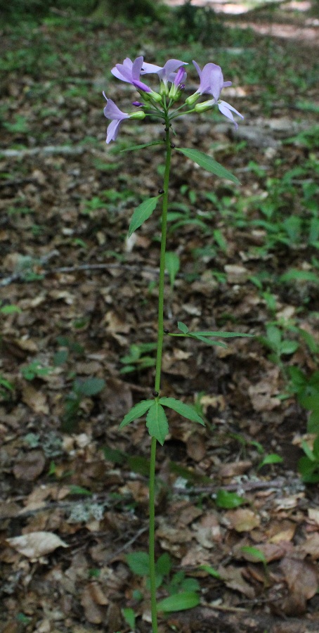 Cardamine bulbifera / Dentaria minore