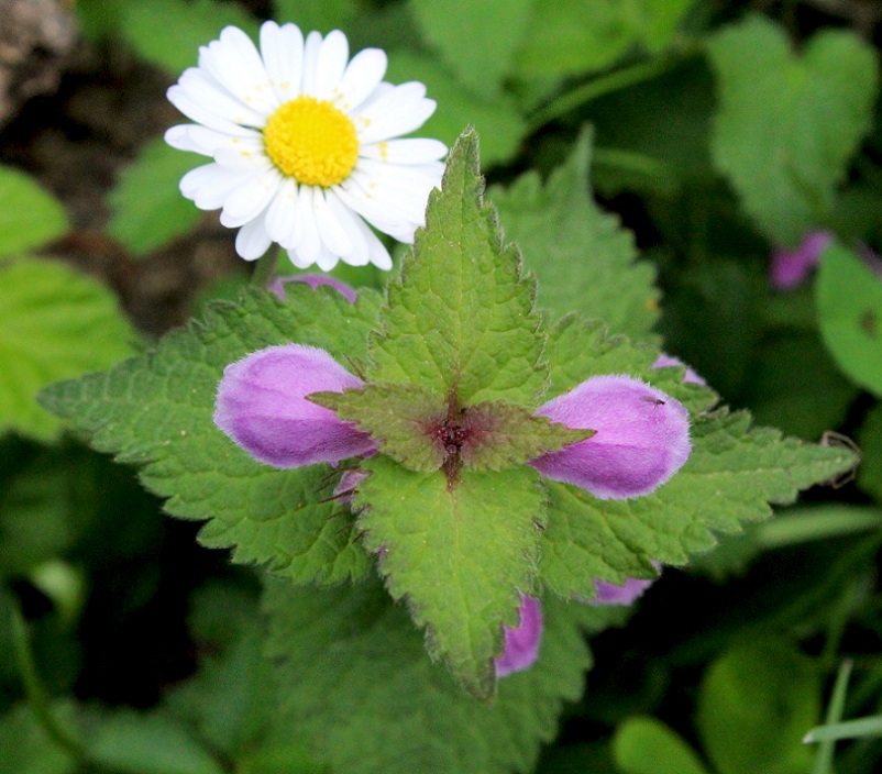 Lamium maculatum