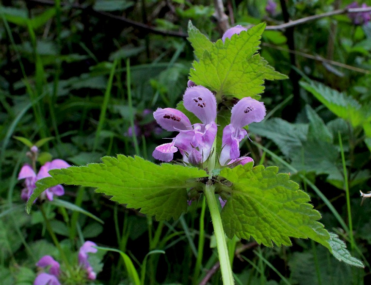 Lamium maculatum