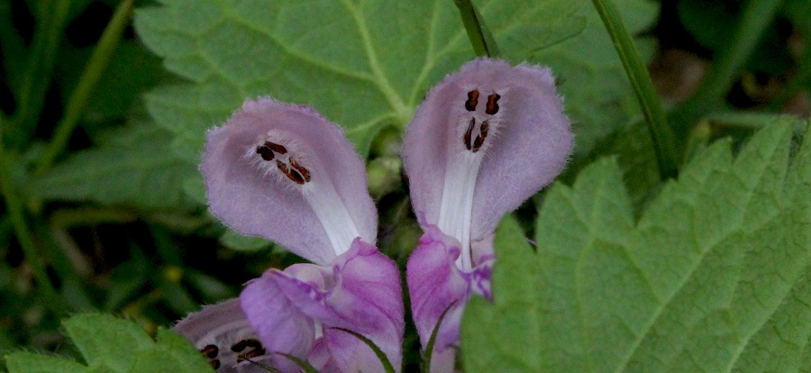 Lamium maculatum