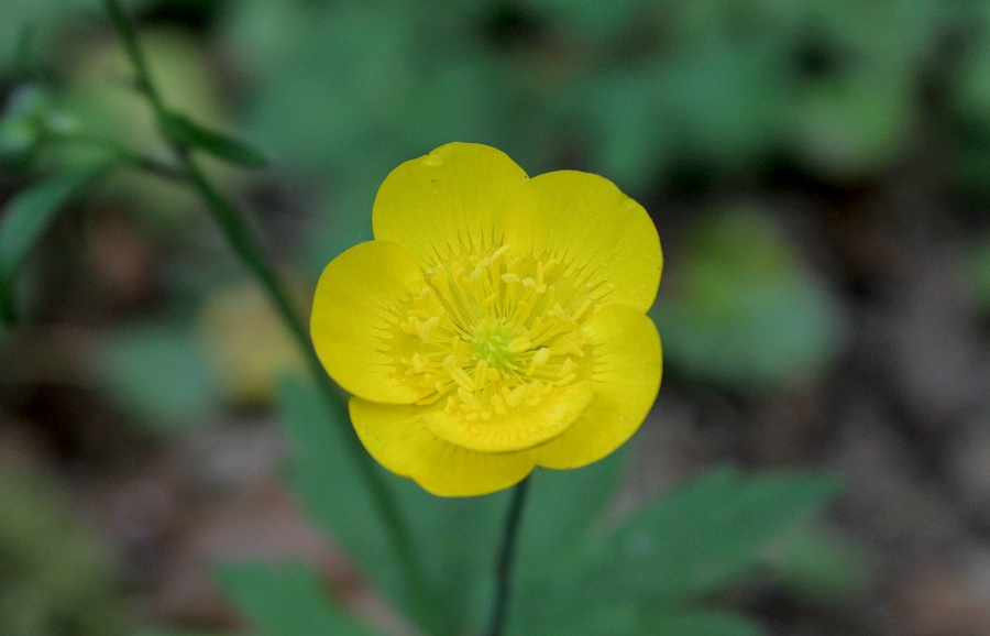 Ranunculus lanuginosus