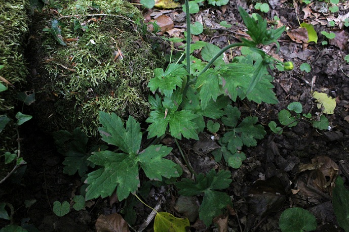 Ranunculus lanuginosus