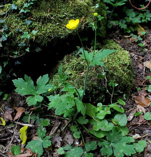 Ranunculus lanuginosus