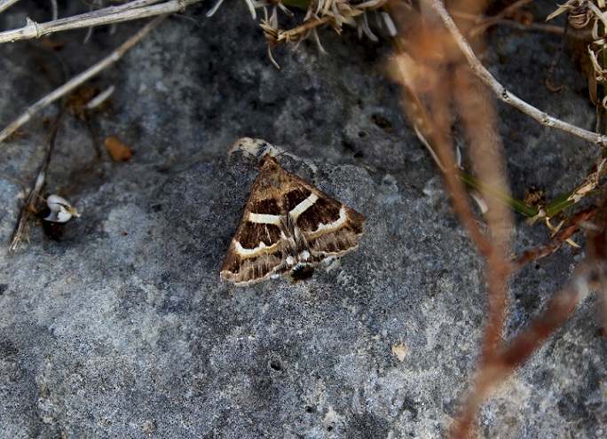 farfalla da Id - Grammodes stolida, Erebidae