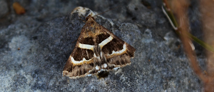 farfalla da Id - Grammodes stolida, Erebidae