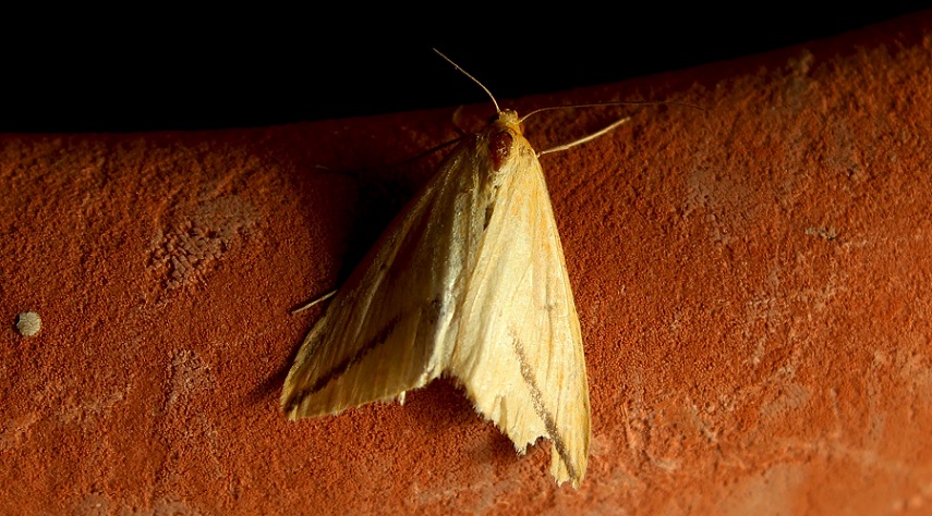 farfalla da Id - Rhodometra sacraria