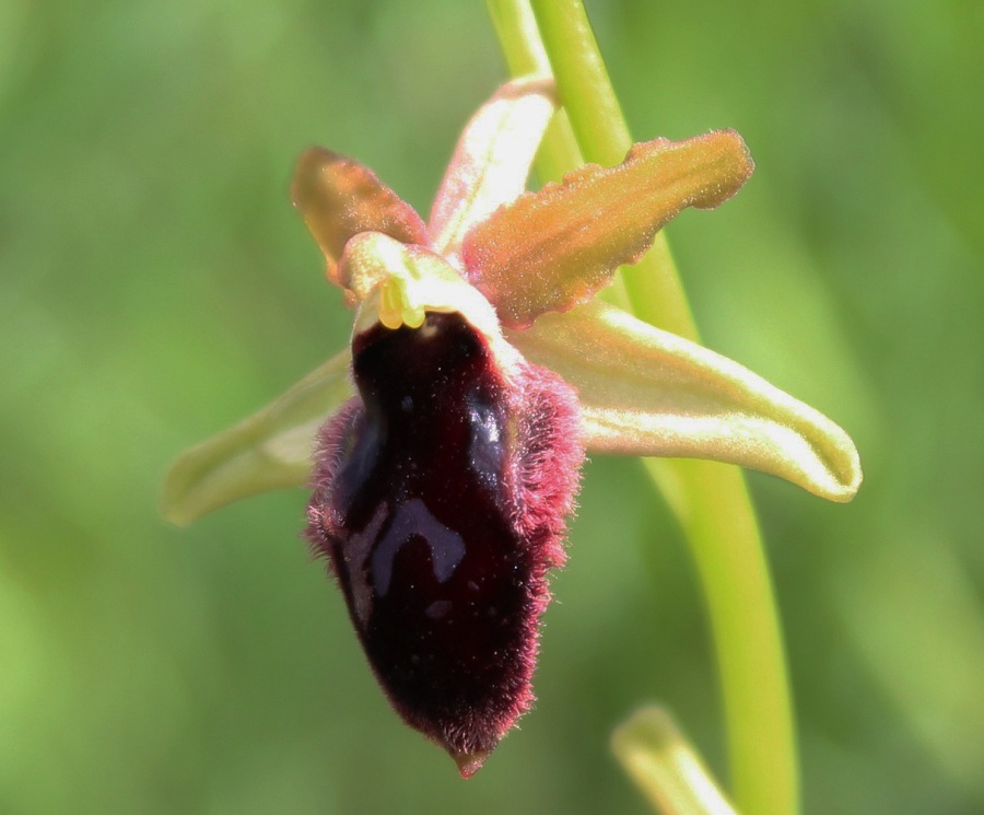 Ophrys promontorii