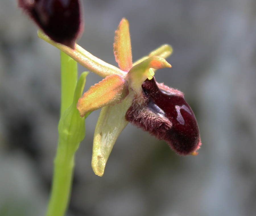 Ophrys promontorii