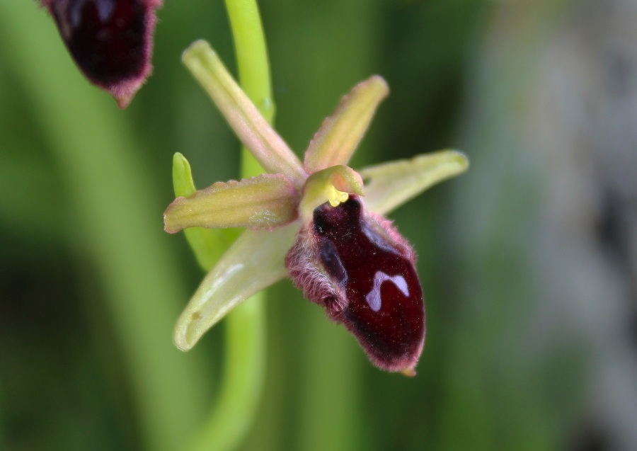 Ophrys promontorii