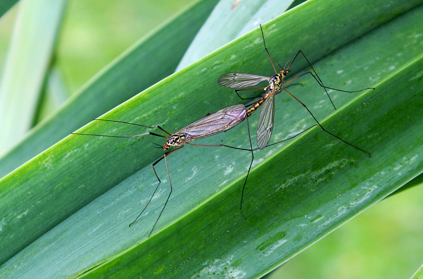 Tipulidae (Nephrotoma?) in accoppiamento