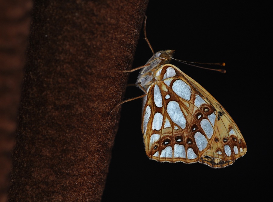 Lepidottero da id - Issoria (Issoria) lathonia