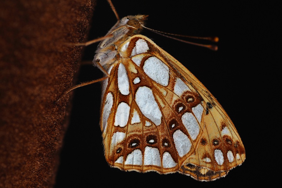 Lepidottero da id - Issoria (Issoria) lathonia