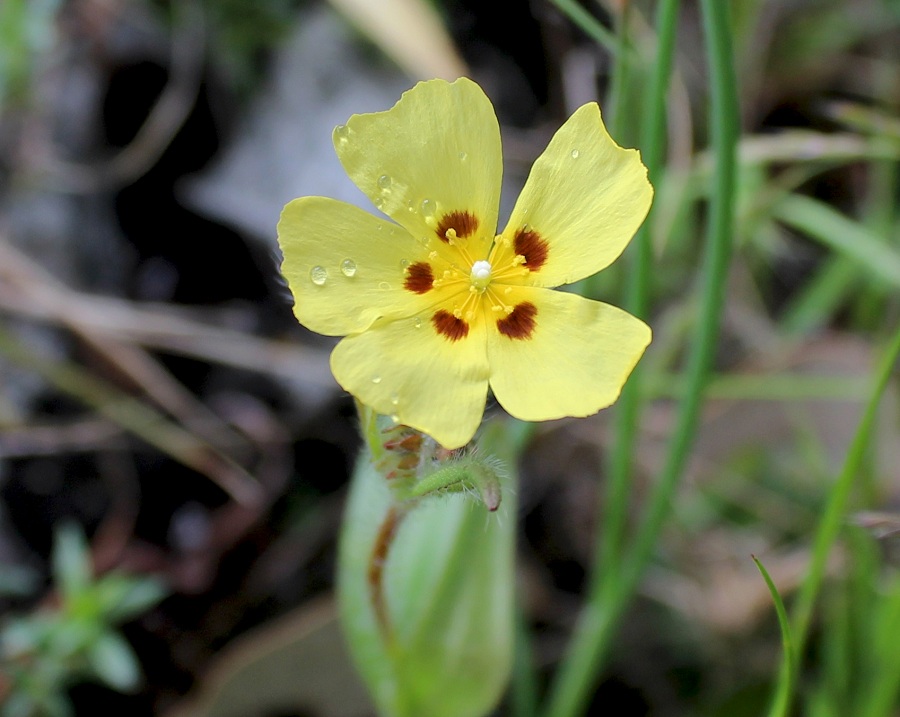 Tuberaria guttata